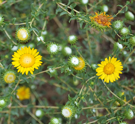 Gumweed